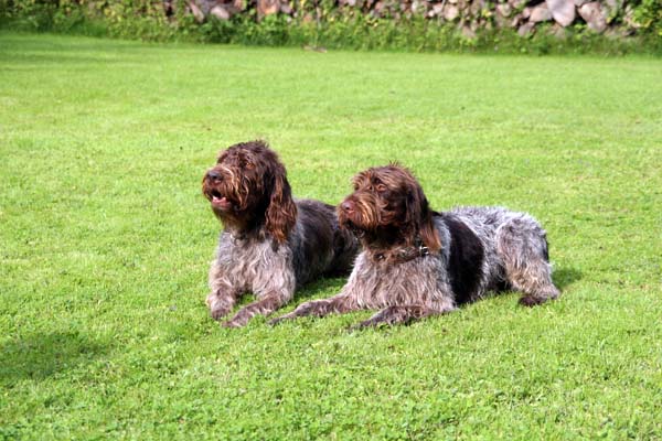 Griffontreffen07- 037.jpg